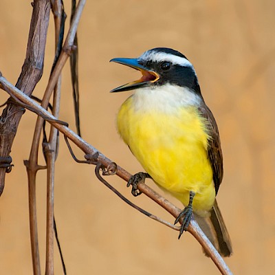 Great Kiskadee (Pitangus sulphuratus)